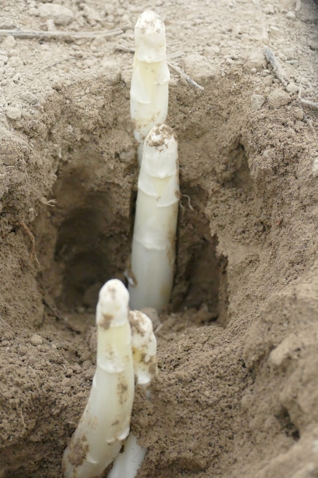 Die Spargel wachsen zum grten Teil unter der Erde.  | Foto: Manuel Fritsch