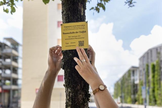 Freiburg zeichnet 20 Baumscheiben der Vielfalt aus