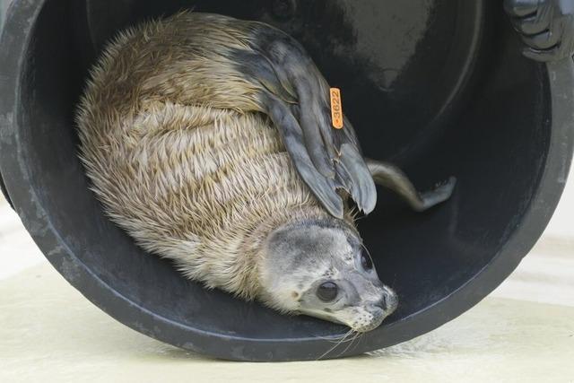 Erster Heuler der Saison verlsst Quarantnestation