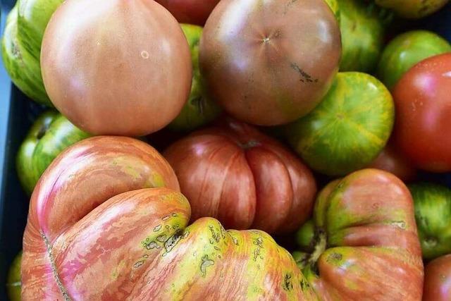 Hightech-Hybride oder alte Sorten? Was Sie beim Tomaten-Anbau im Garten beachten sollten