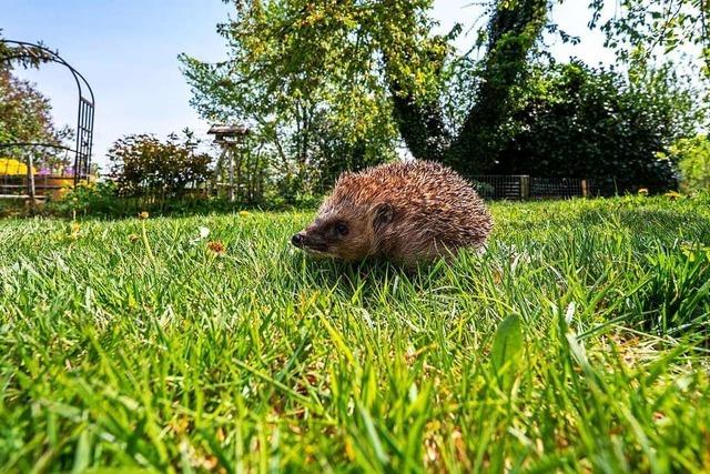 Der Bot des Gemetzels: Mhroboter im Garten bedeuten fr viele Igel den Tod