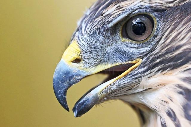 Mundenhof gibt Entwarnung – Freiburger Problembussard ist in Gewahrsam