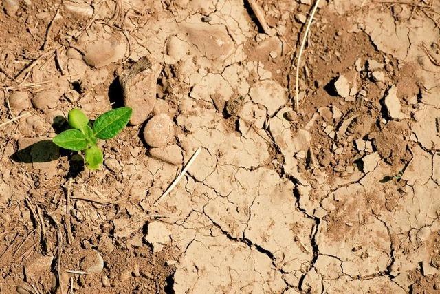 Trockene Bden rund um Denzlingen knnten Ursache fr verunreinigtes Trinkwasser sein