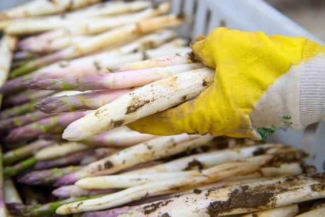 Spargelbauern kmpfen mit Wetterkapriolen