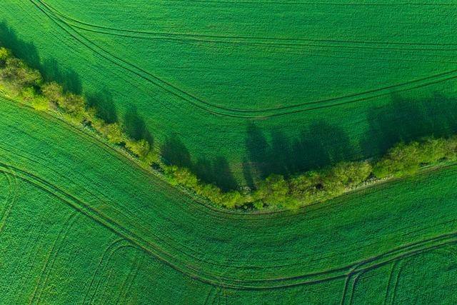 Mut zur Hecke: Forscher raten aus kologischen Grnden zum vermeintlichen Gestrpp