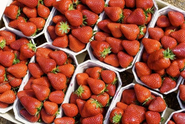 Frische Erdbeeren am besten direkt essen oder verwerten