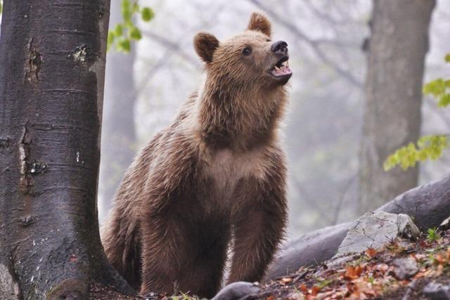 Braunbren verbreiten zunehmend Angst in der Slowakei