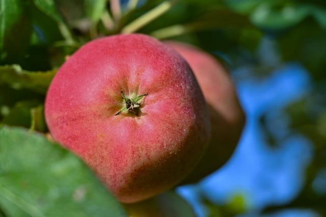 Apfel- und Zwetschgenernte in Sdbaden: 