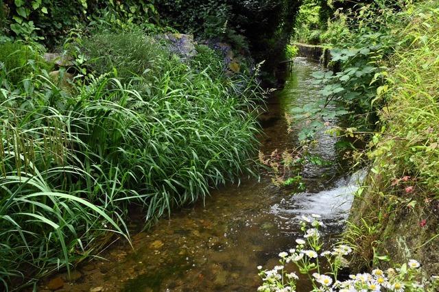 Fischsterben im Freiburger Kronenmhlebach: sechsmonatige Ermittlungen noch ohne Ergebnis