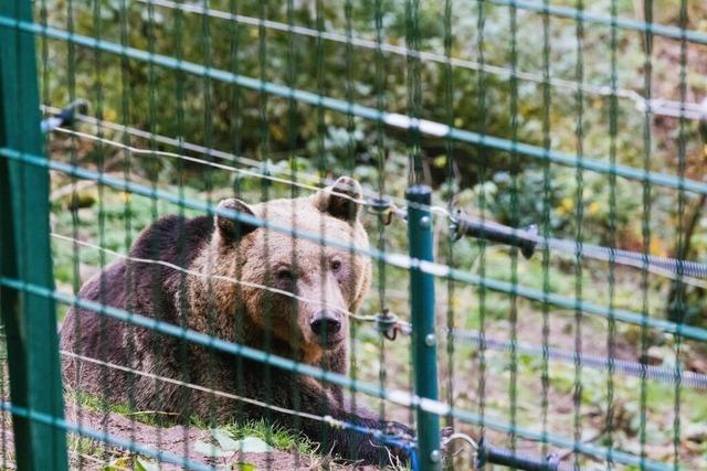 Italienische "Problembrin" Gaia soll erst 2025 in den Schwarzwald umziehen