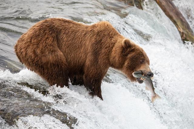 Wer siegt als dickster Braunbr bei der "Fat Bear"-Wahl in Alaska?