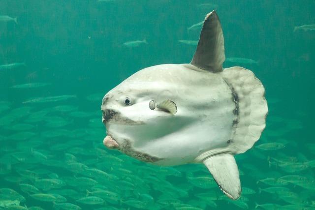 Ein Fisch in Japan wird depressiv, weil ihm die Zuschauer fehlen - zum Glck gibt es da Pappkameraden!