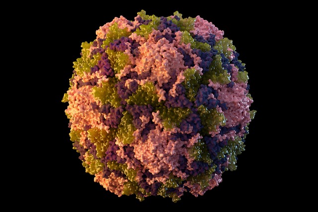 Die von der US-Beh&ouml;rde CDC zur Ve...hr 2014 zeigt ein Poliovirus-Partikel.  | Foto: CDC/AP/dpa