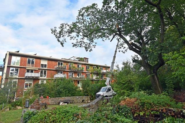 In Freiburg-Vauban musste eine alte Eiche gefllt werden - und bleibt dennoch zum Teil stehen