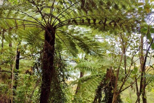 Die Einnahmen aus dem "Rainforest Run" gehen an den Bruno Manser Fonds in Basel