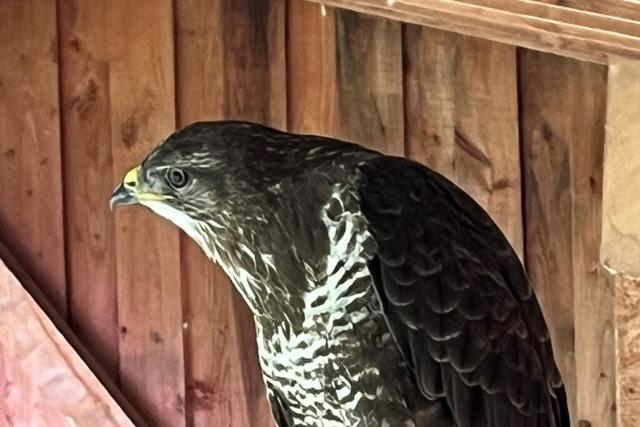 Freiburger Problem-Bussard soll nahe Kln ausgewildert werden - wie funktioniert das?