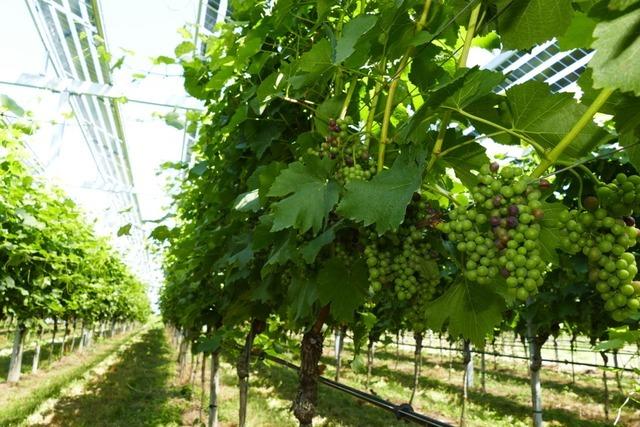 Weinreben unter PV-Anlagen: Beim Ihringer Forschungsprojekt werden die Trauben spter reif