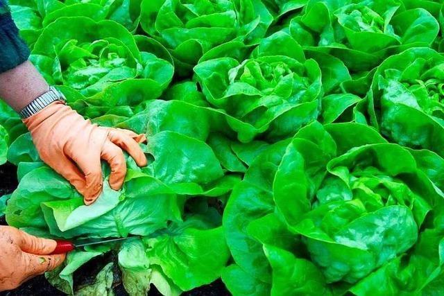 Eisbergsalat: Muss ich wirklich jedes Blatt waschen?