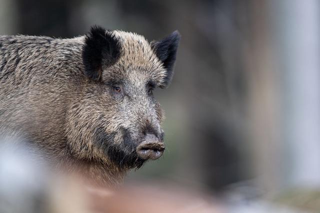 Wildschwein und Fchse statten Kindergarten in Breisach Besuch ab – der baut jetzt einen Zaun