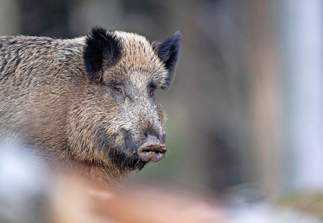 Ein Wildschwein sorgt in Breisach fr rger.  | Foto: Lino Mirgeler (dpa)