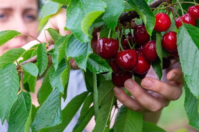 Wie Landwirte aus der Region Freiburg mit Obst-Diebstahl umgehen