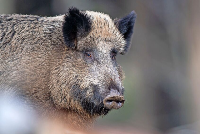 Wildschwein und Fchse statten Kindergarten in Breisach Besuch ab - der baut jetzt einen Zaun