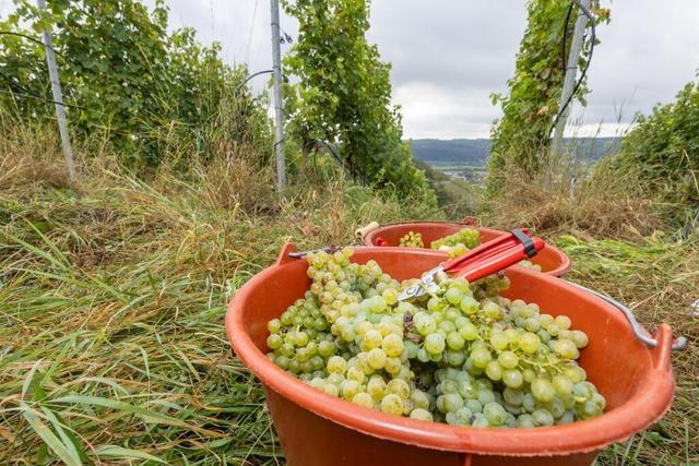 Einbuen beim Ertrag, enormer Pilzdruck, aber sehr gute Qualitt - so luft die Weinlese im Landkreis