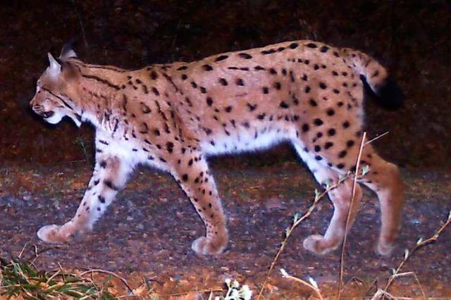 Luchs Wilhelm geht's trotz Einsamkeit im Feldberggebiet gut