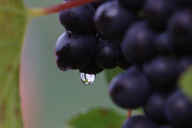 Der Klimawandel macht den Winzern Sorgen - und drfte fr steigende Weinpreise sorgen