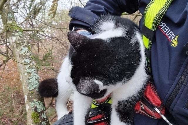 Die Feuerwehr Wehr rckt auch fr Tiere aus - und hat schon mal ein Reh aus einem Pool gerettet