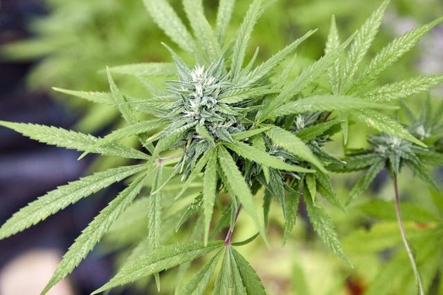 Regierungsprsidium Freiburg will erste Cannabis-Anbauvereine genehmigen