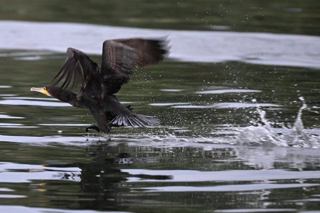 Kormoran beschftigt am Bodensee die Bundespolitik