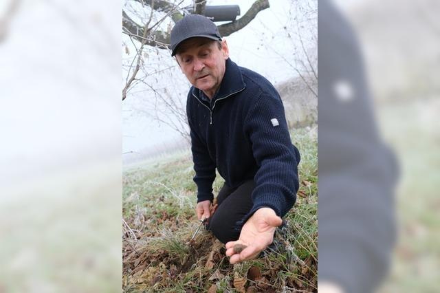 Trffelfieber in Merdingen – die ersten Perigord-Trffel wurden gefunden