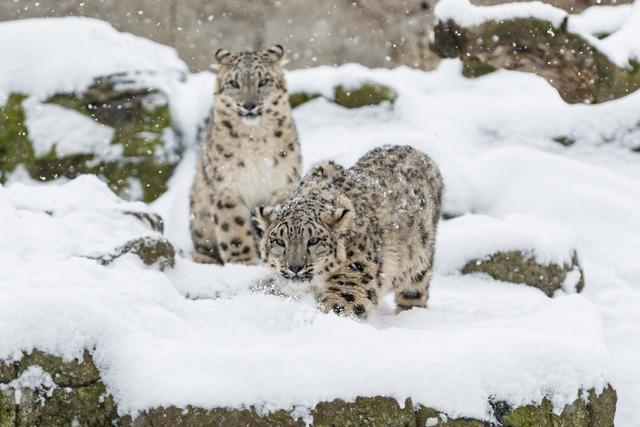 Im Basler Zoo kommen Schneeleoparden, Ursons und Rentiere mit diesen Tricks durch den Winter