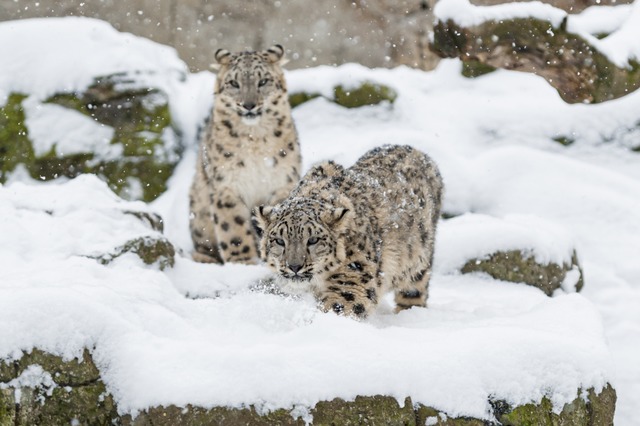 Der Schneeleopard ist bestens auf die Winterzeit vorbereitet.  | Foto: Torben Weber (Zoo Basel)