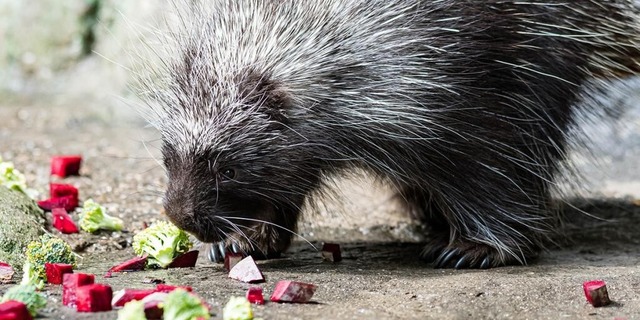 Ursons sind mit Nagetieren verwandt.  | Foto: Zoo Basel