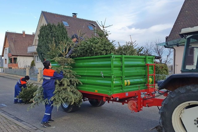 Hau-Ruck-Aktion: In zweieinhalb Stunde...ute die Weihnachtsbume in Auggen ein.  | Foto: Mia Dumont