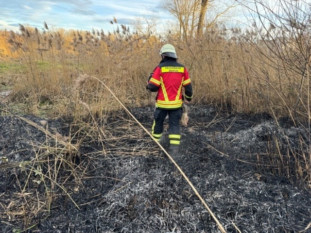 Die Marcher Feuerwehr war auf einem Schilffeld im Einsatz.  | Foto: Feuerwehr March