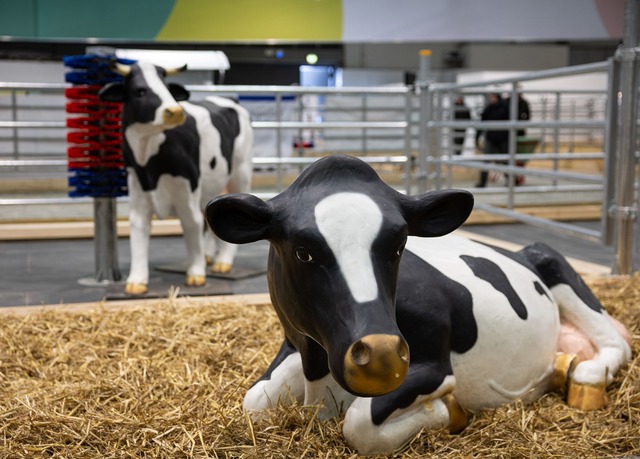 Wegen eines Falls von Maul- und Klauen...er eben nur als Attrappe. (Archivbild)  | Foto: Hannes P Albert/dpa