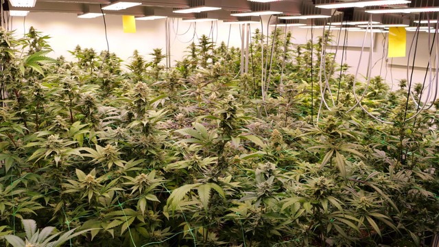 Cannabis-Pflanzen wachsen in den Rumen eines Anbauvereins in Niedersachsen.  | Foto: Jrn Hneke (dpa)