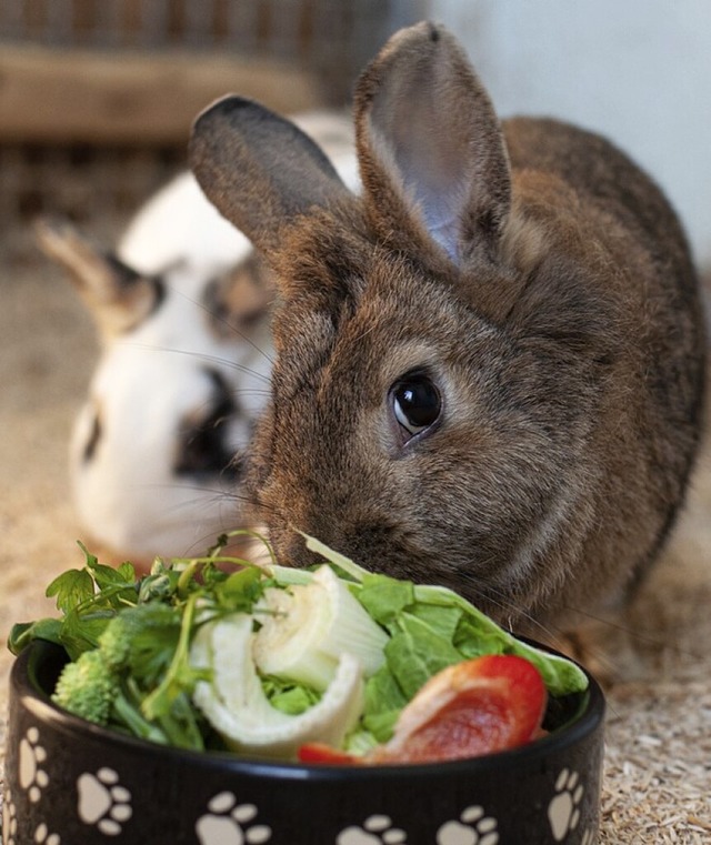 Leonie und Max  | Foto: Tierheim Lahr