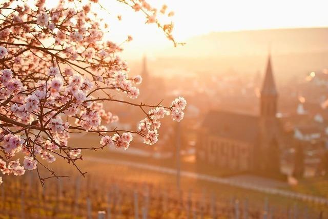 Reisen Sie zur rosa Bltenpracht entlang der Deutschen Weinstrae