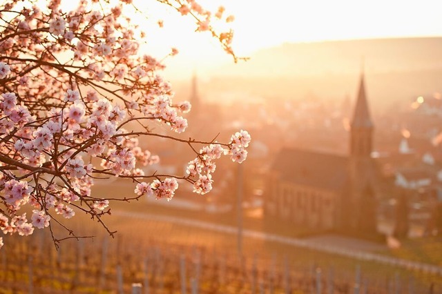 Naturschauspiel: die Mandelblte in der Pfalz  | Foto: Rheinland-Pfalz Tourismus GmbH, Dominik Ketz