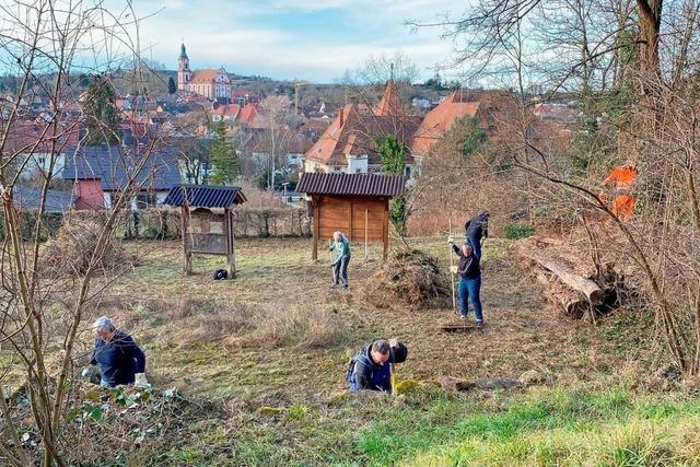 Zahlreiche Helfer: Der Naturlehrpfad am Ettenheimer Meierberg erstrahlt in neuem Glanz