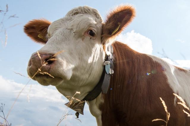 Kuh in Bad Krozingen muss aus Schlamm befreit werden