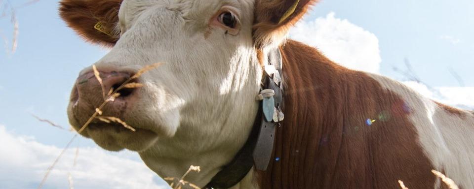 Kuh muss in der Nhe von Bad Krozingen aus Schlamm befreit werden