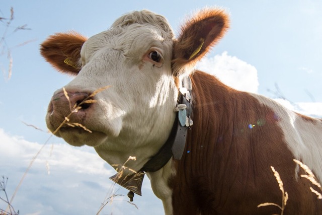 In Bad Krozingen ist eine Kuh im Schla...d musste gerettet werden (Symbolbild).  | Foto: Matthias Balk (dpa)