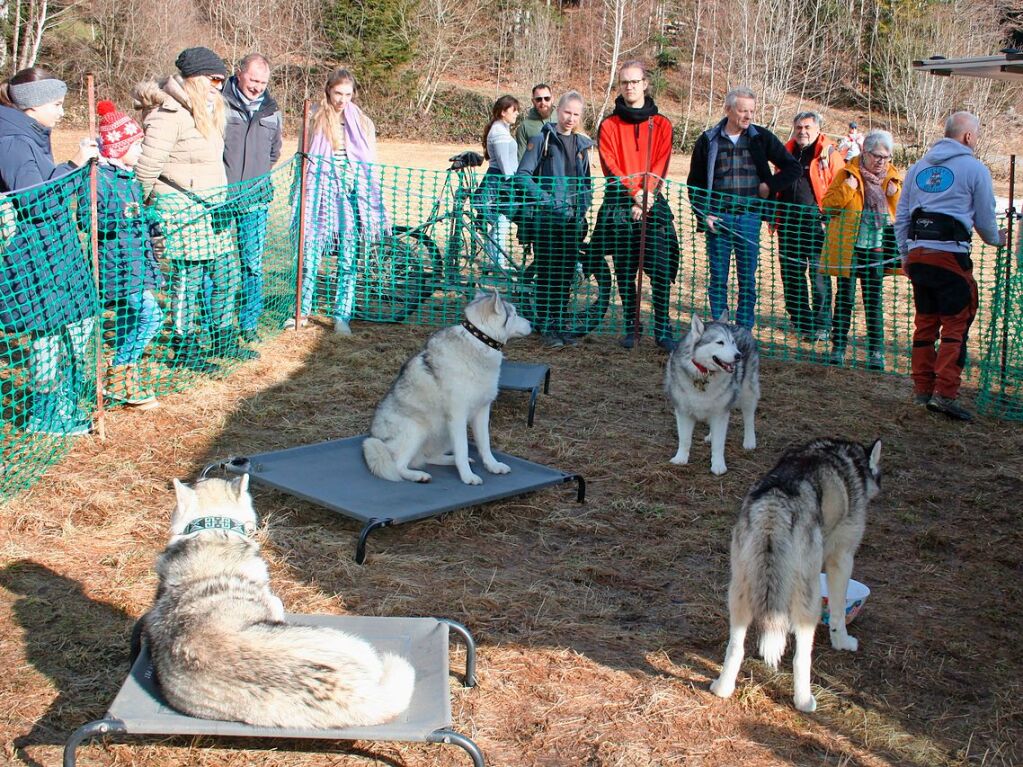 Alles rund um den Schlittenhundesport erfuhren die Besucher im Waldhaus Husky-Camp