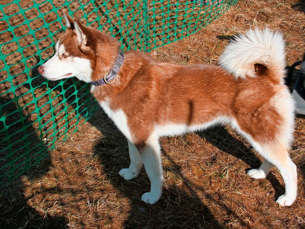 Am Wochenende dreht sich in Todtmoos alles um Schlittenhunde und Huskys.