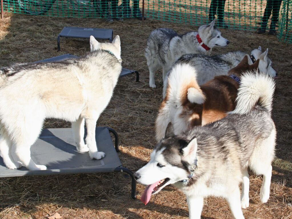 Am Wochenende dreht sich in Todtmoos alles um Schlittenhunde und Huskys.